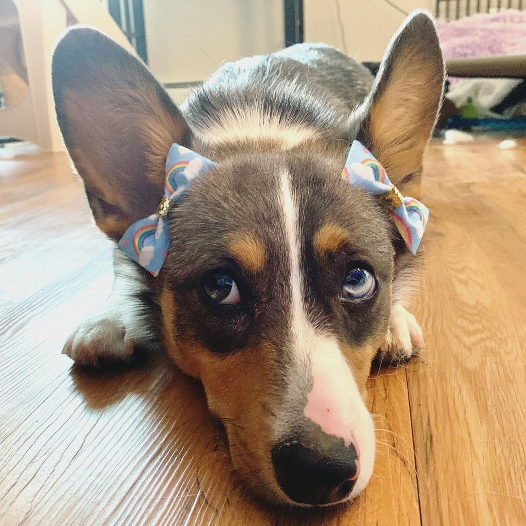 Corgi