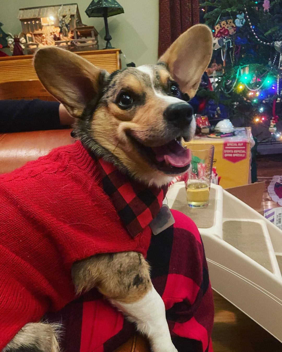 Corgi