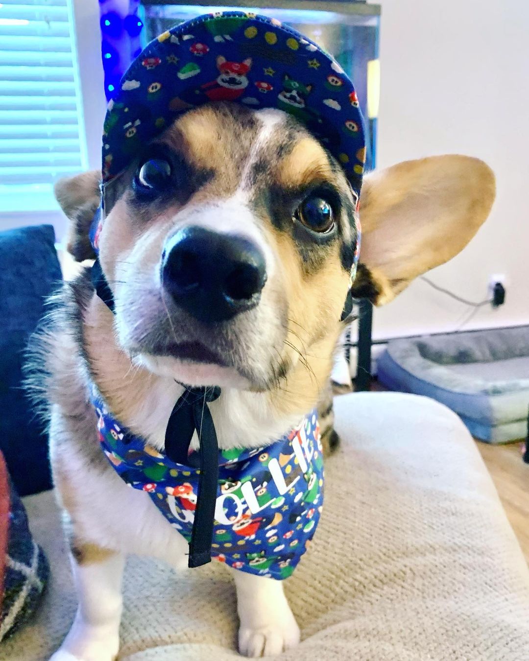 Corgi